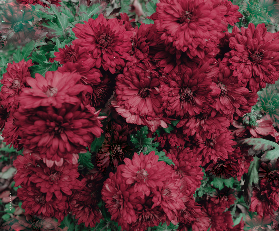 каламбур цветов - Ксения Забара