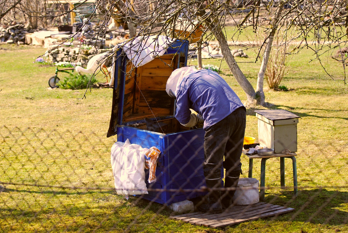 весенние заботы пчеловода - linnud 