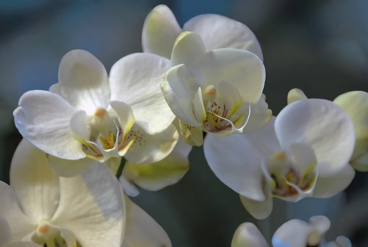 Белые орхидеи - НАТАЛИ natali-t8