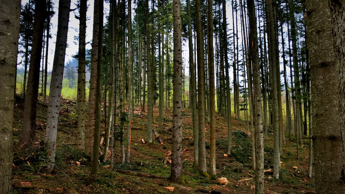 В горах - Сергей Форос