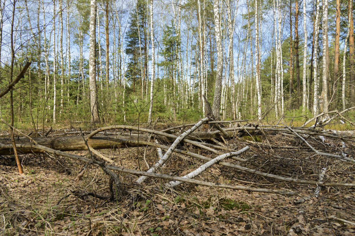 Весенний лес - Юрий Бичеров