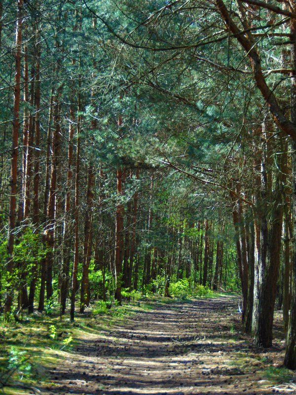 Краски весны в лесу - spm62 Baiakhcheva Svetlana
