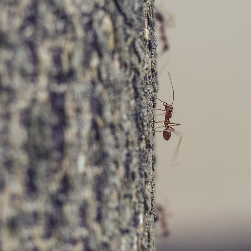 из жизни красных муравьёв1 - Alexander Romanov (Roalan Photos)