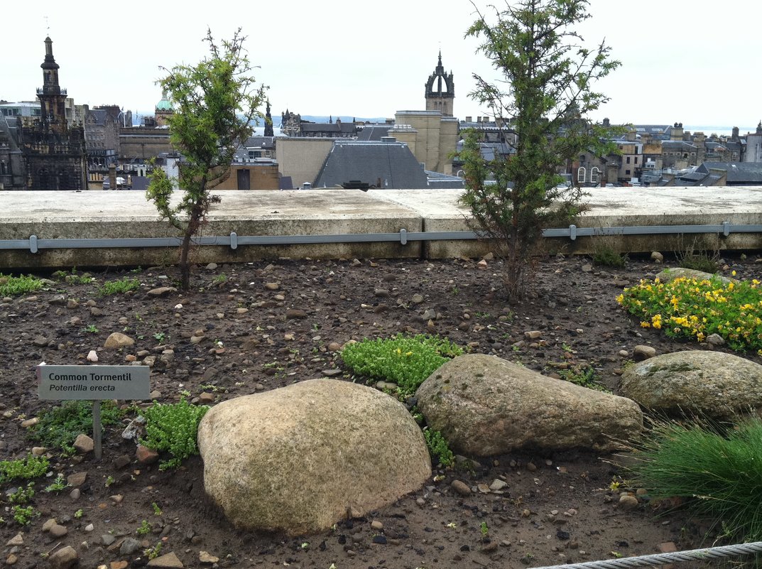 Шотландский садик на крыше Национального музея - Марина Домосилецкая