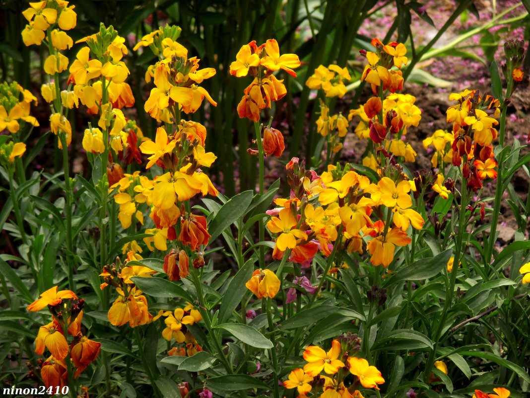 Хейрантус или желтофиоль садовая - Нина Бутко