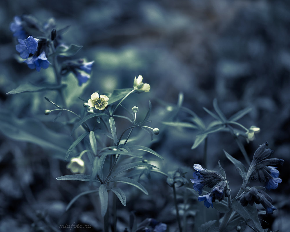 Первые весенние цветы - Николай Мелонов