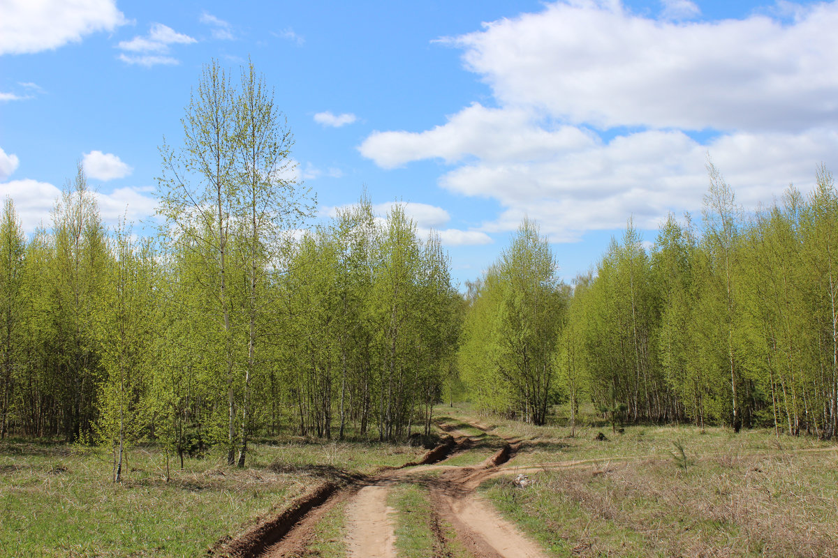 Дорога в лес - Ольга 