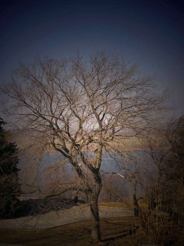 Ветвистое дерево - Павел Зюзин