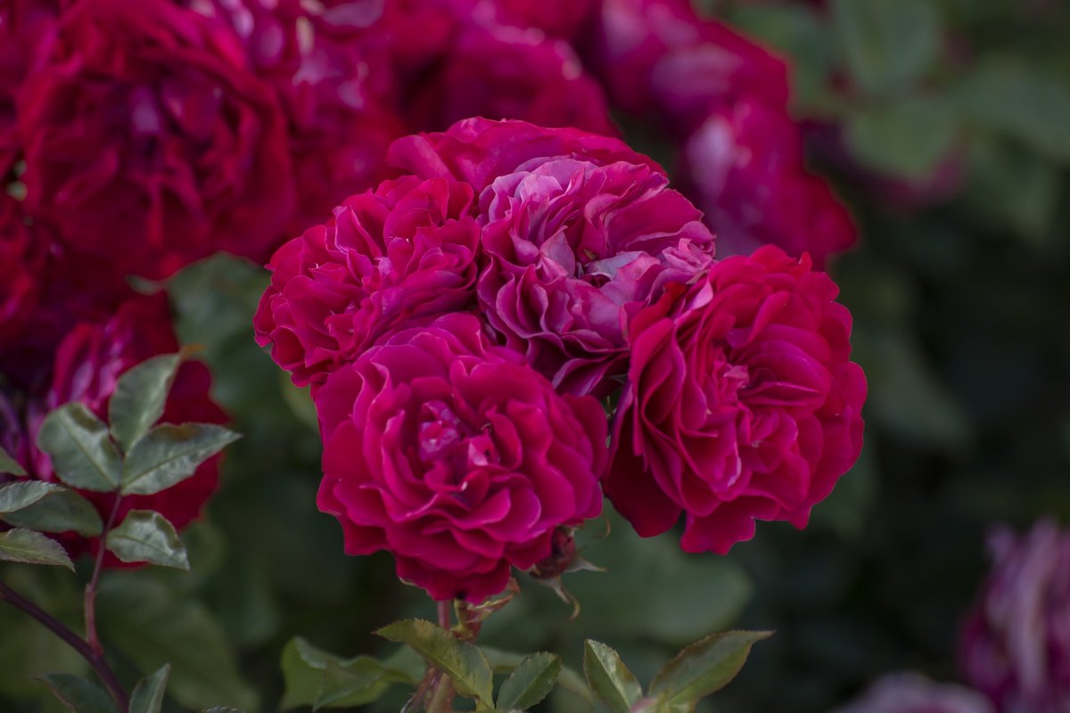 Red roses(красные розы) - Dmitry Ozersky