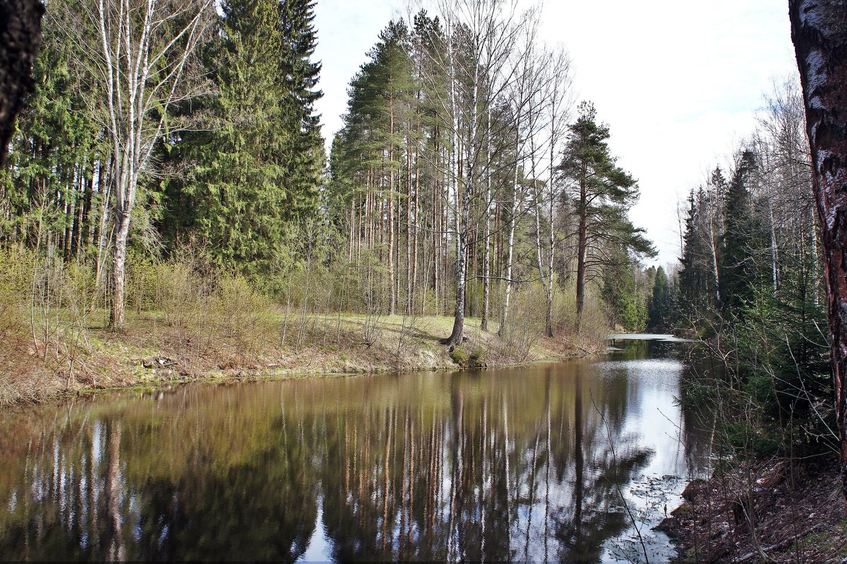 Павловский парк. Красная долина. Большой Краснодолинный пруд - Елена Павлова (Смолова)