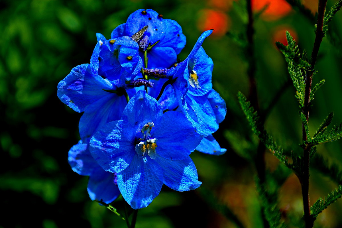 vit5  голубые цветы - Vitaly Faiv