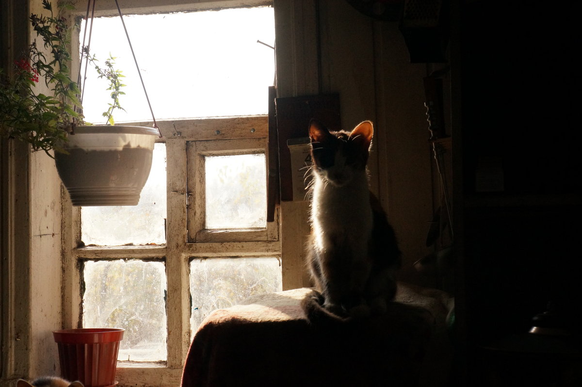 Кошка у окна - Boris Trikhleb
