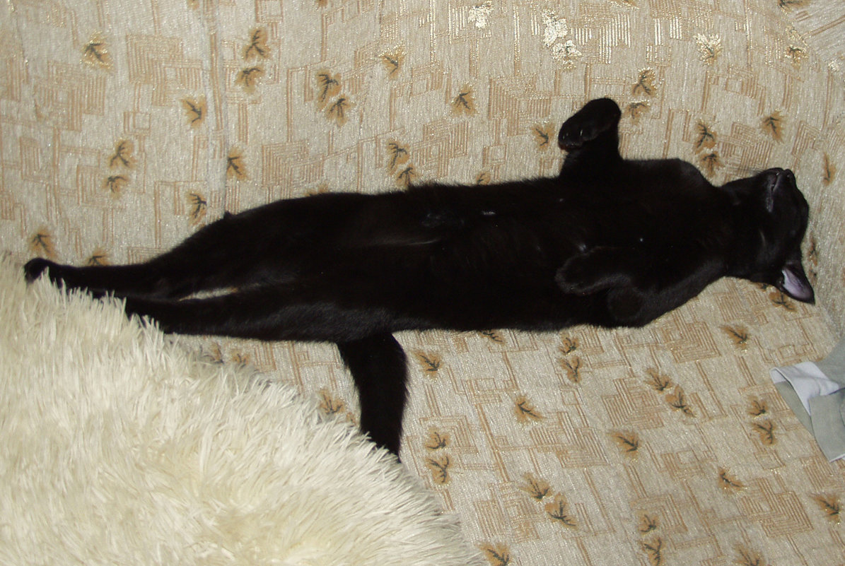 А так мой кот спит когда сыт - Михаил Костоломов