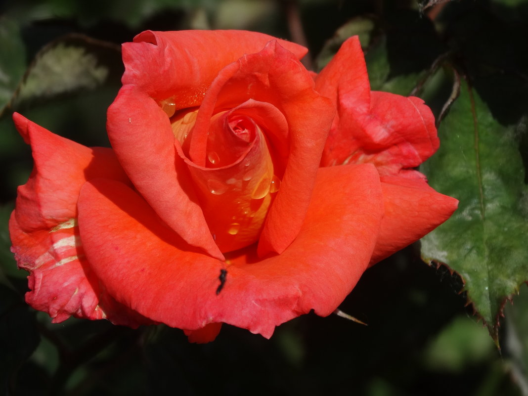 21 мая-Всемирный День Роз... - Тамара (st.tamara)