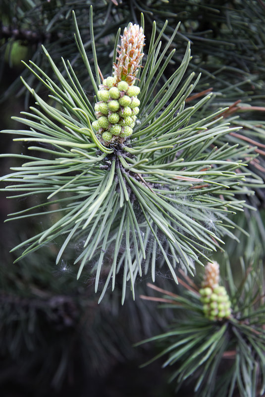 Pinus sylvestris - Kliwo 