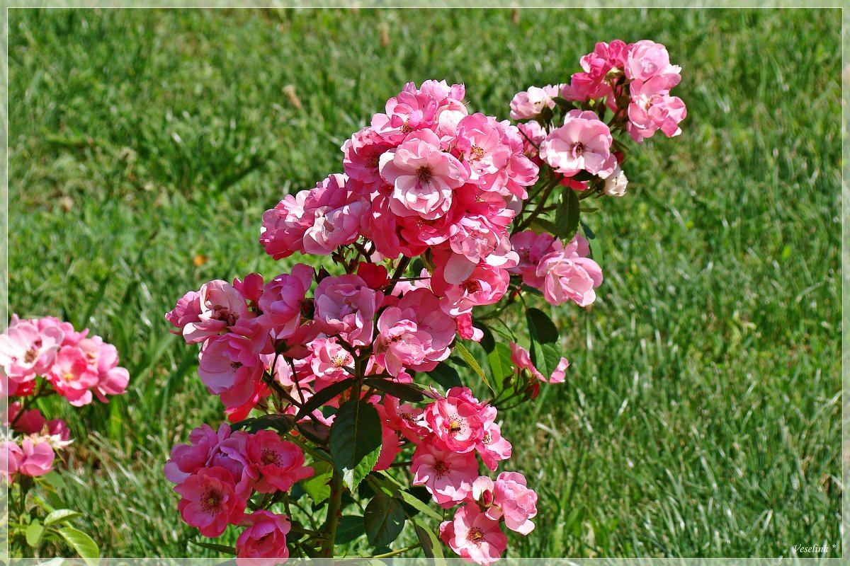 Летние цветы - Veselina *
