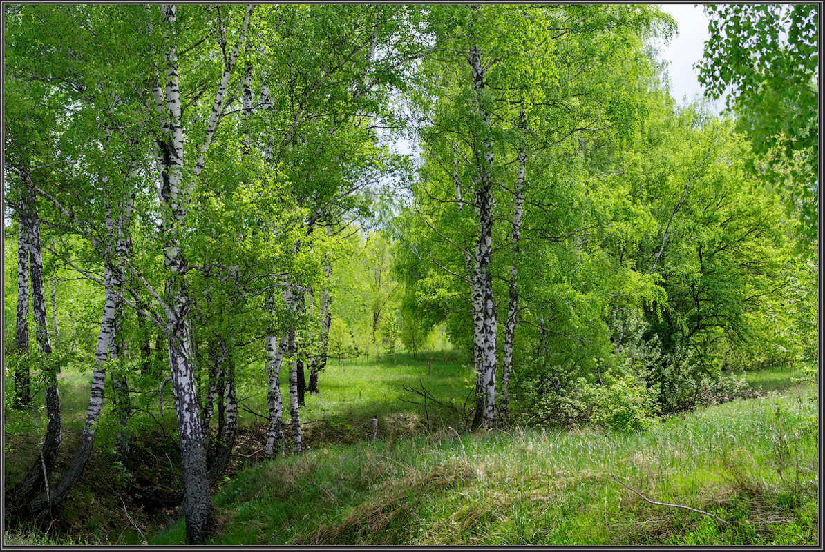 *** - Александр Лихачёв