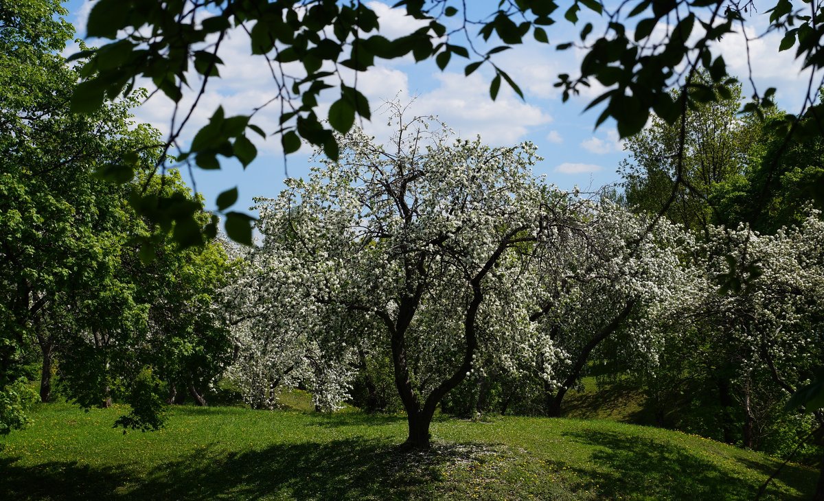 Яблони в цвету - Ирина Шурлапова