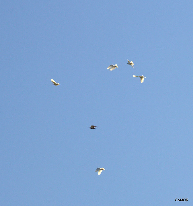 Летите голуби - Валерий Самородов