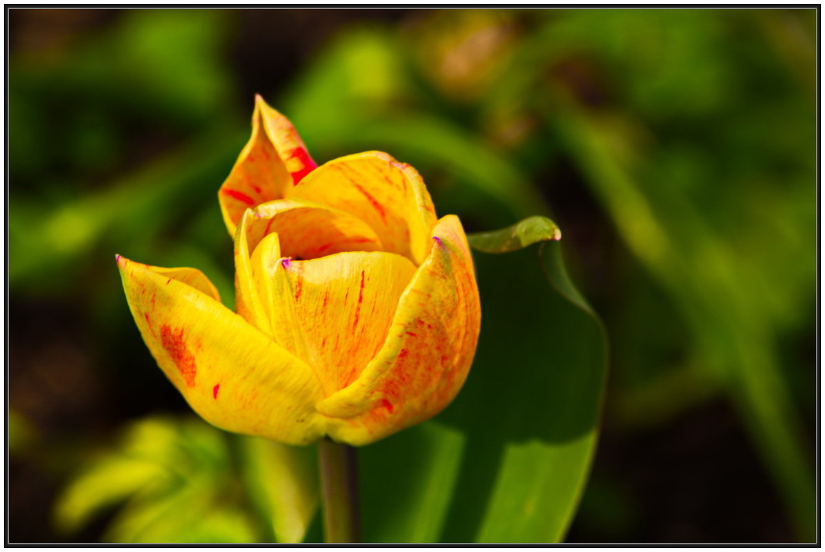 Желтый тюльпан - Марина Никулина