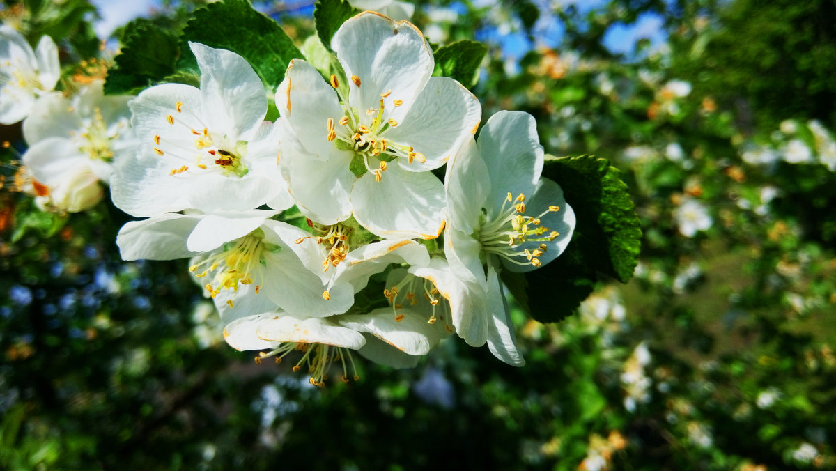 Яблони цветут - Надежда Смирнова