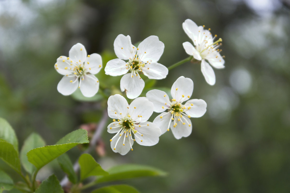 Цветы вишни - Aнна Зарубина