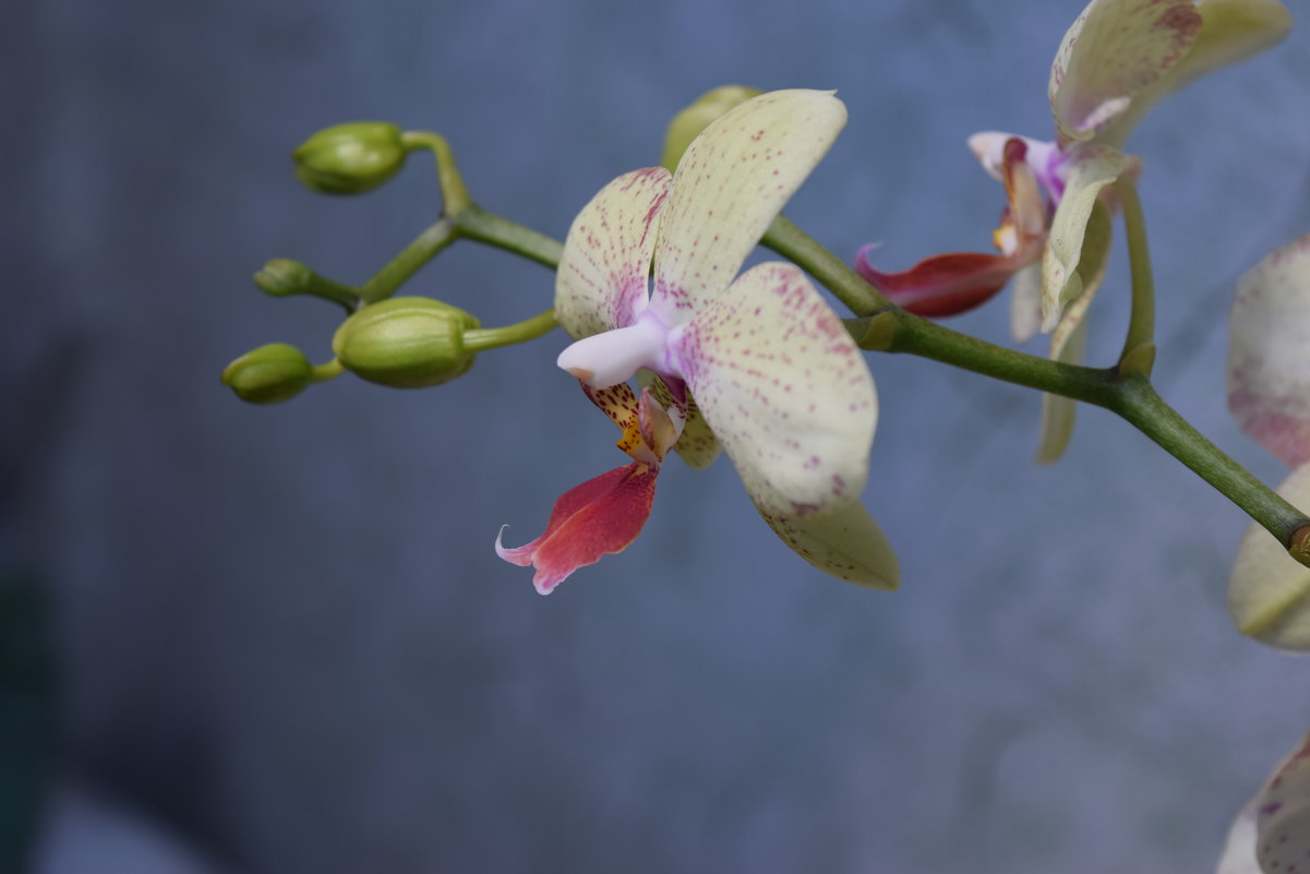 орхидея Dendrobieae - Юрий 