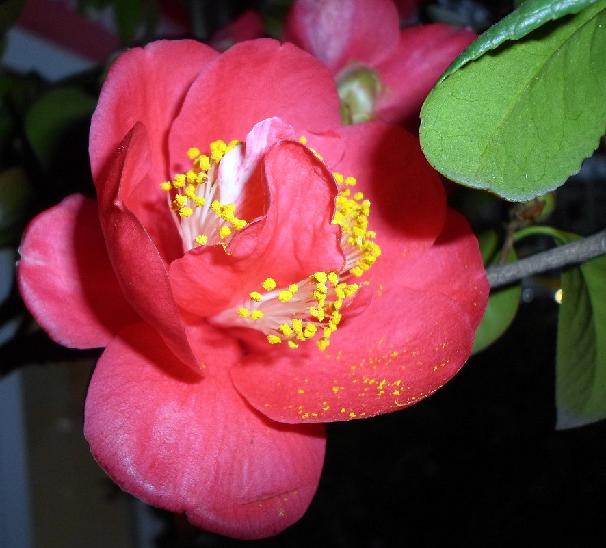 Камелия японская - цветущая красота - Елена Павлова (Смолова)
