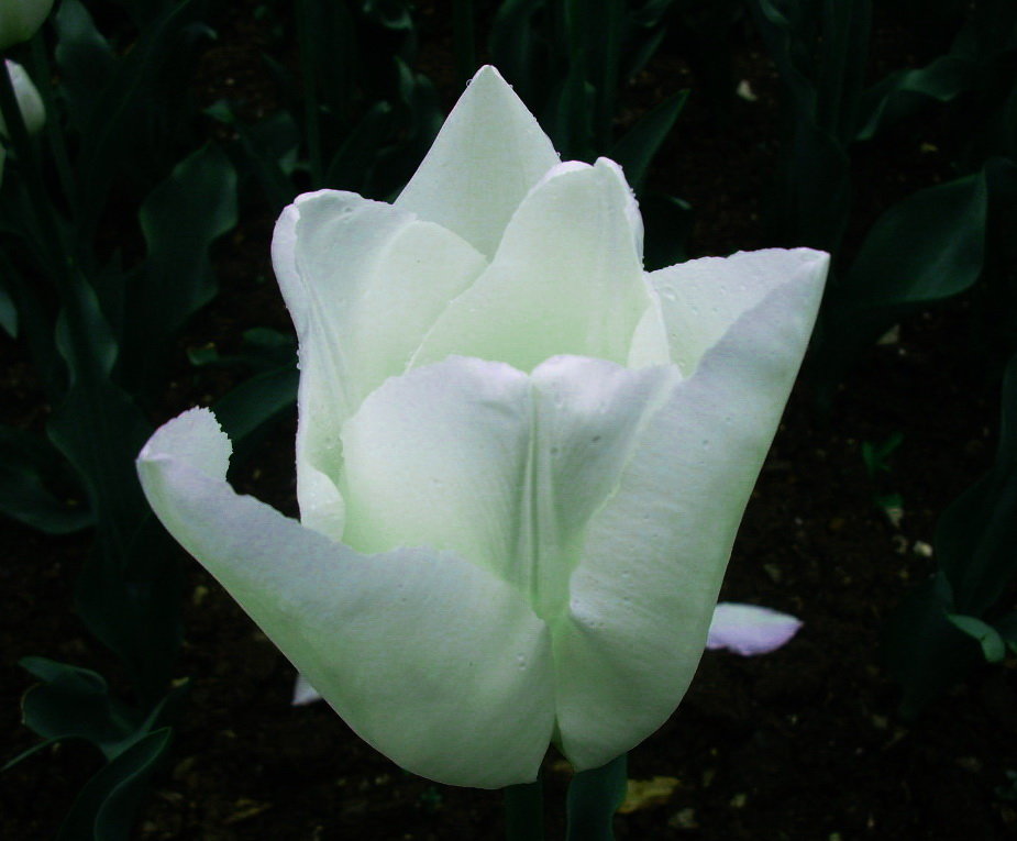 Белый тюльпан - татьяна 