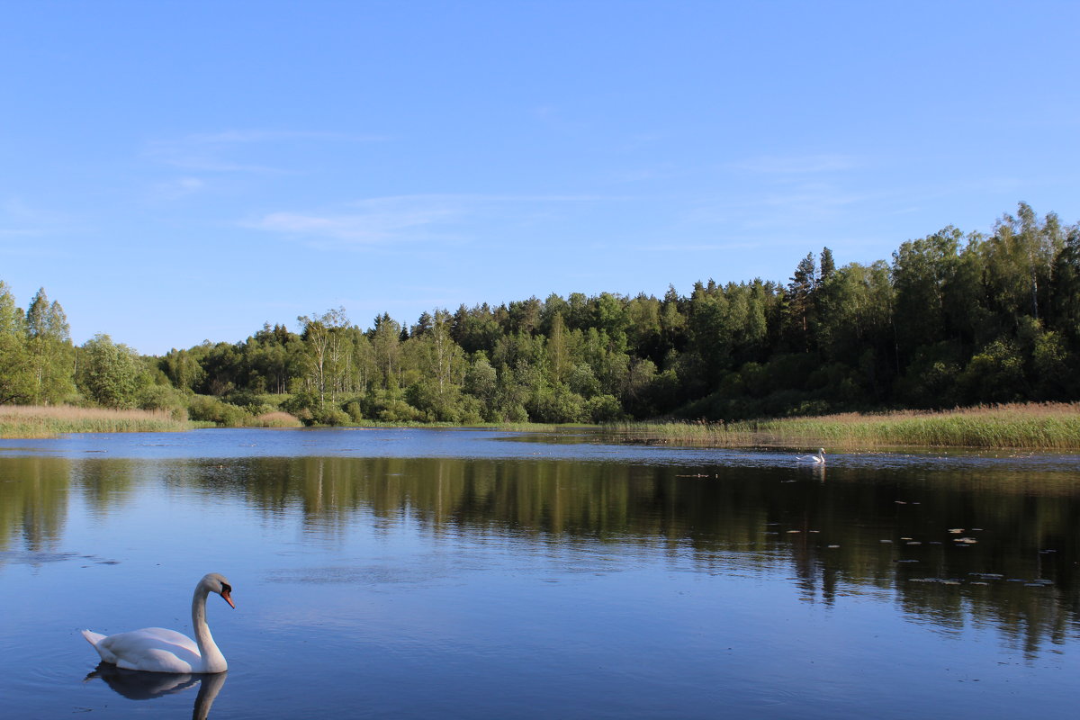 Лебеди на озере - Дмитрий Незнайкин 
