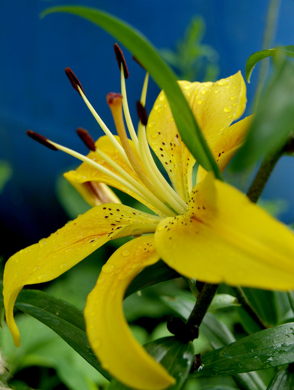 Люблю жёлтые цветы - Galina Belugina
