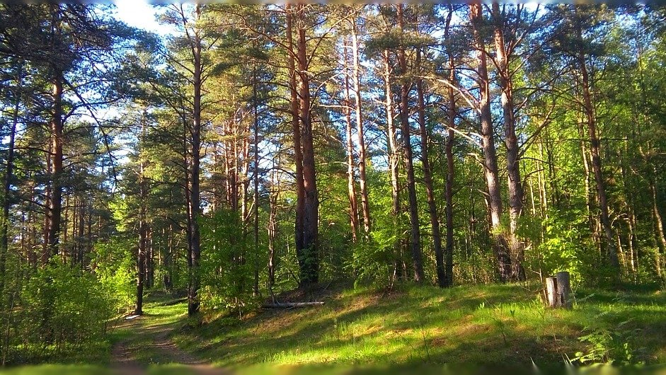 Вечерний лес - Валентина Ломакина