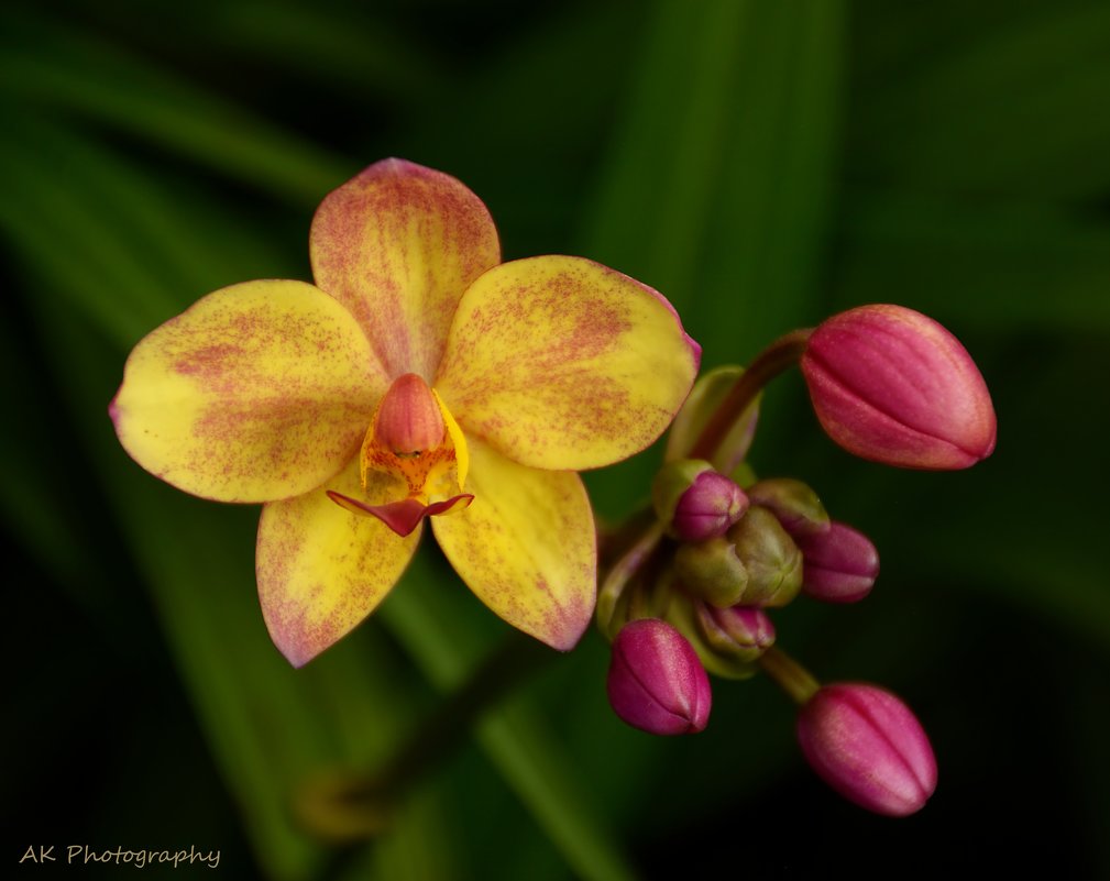 орхидея - Адель 