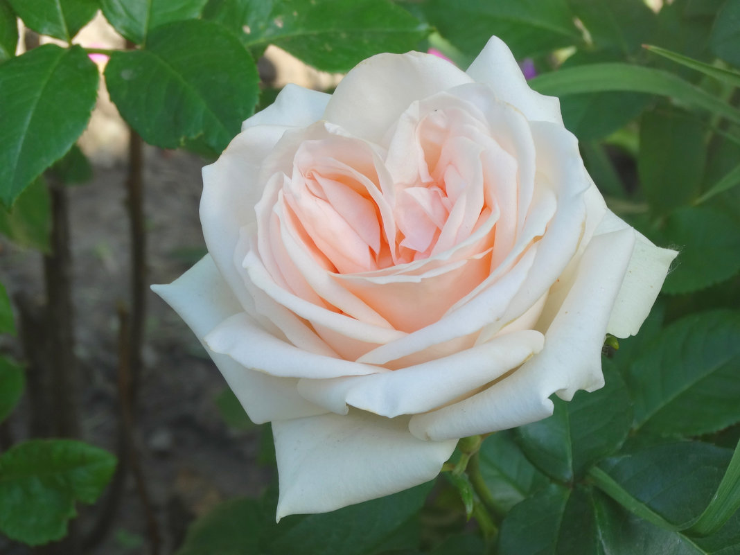 Бело-розовая роза... - Тамара (st.tamara)