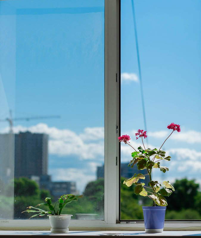 Цветы на окне - Павел Кореньков