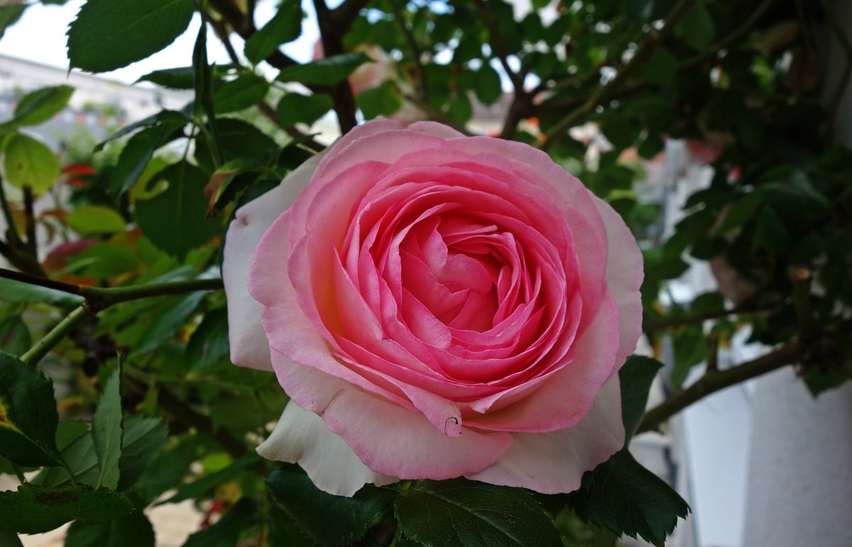 "Ах, эти розы, их живая роскошь - Отточен каждый нежный лепесток...." - Galina Dzubina