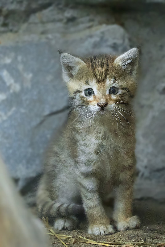 Арабский степной кот. - Виктор Шпаков