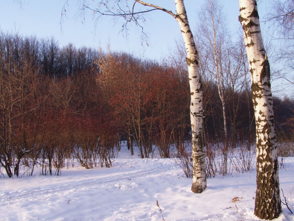 Зимний пейзаж с березами - Анна Воробьева