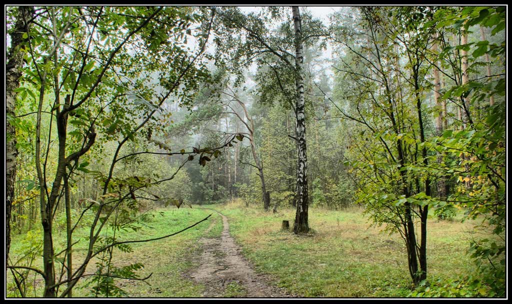 Осень в Ромашковском лесу - Юрий Яньков