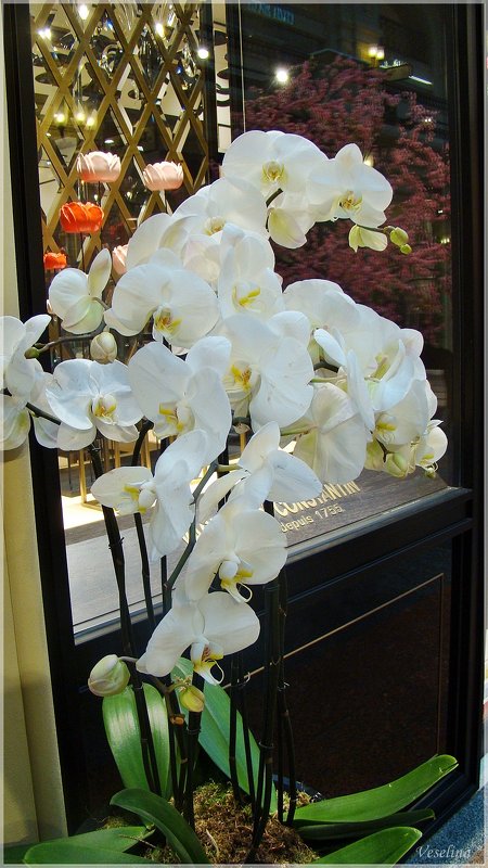 Орхидея - Veselina *