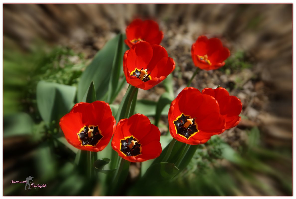 Tulips are red. (Тюльпаны красные). - Anatol L