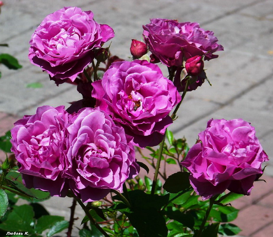 Необычной красоты эти розовые цветы...) - Любовь К.
