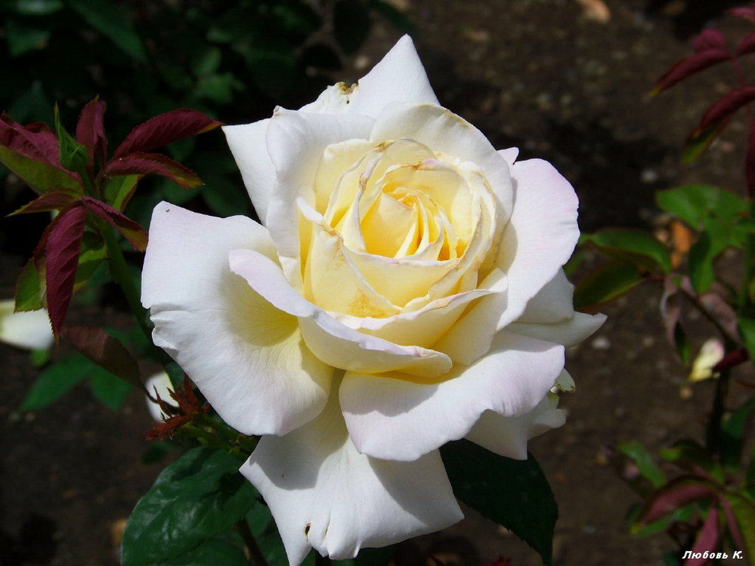Белая роза... - Любовь К.