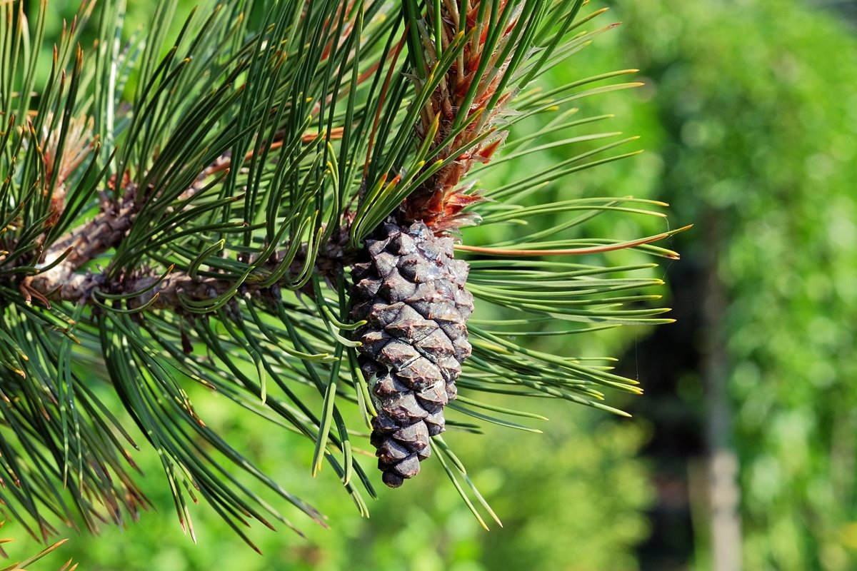 Pinus heldreichii Сосна Гельдрейха - wea *