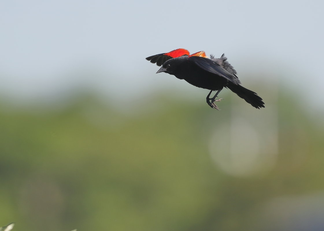 Red-Winged Blackbird - Naum 