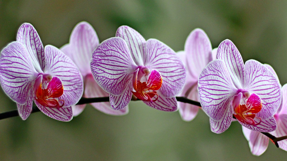 Ветка орхидеи - yav 110455
