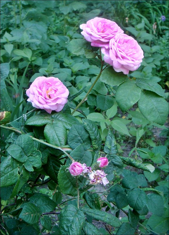 Чайные розы - Нина Корешкова