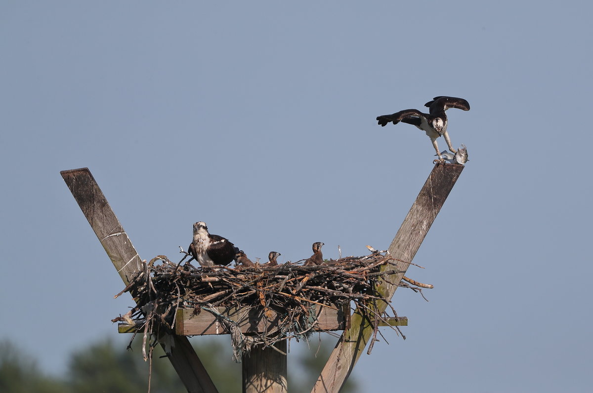 Osprey - Naum 