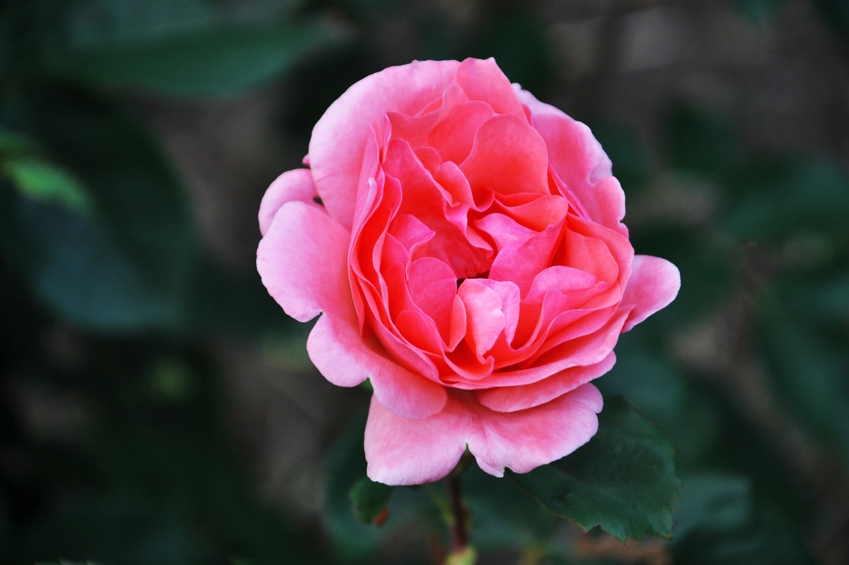 Прекрасная роза - Алина Дериведмидь 