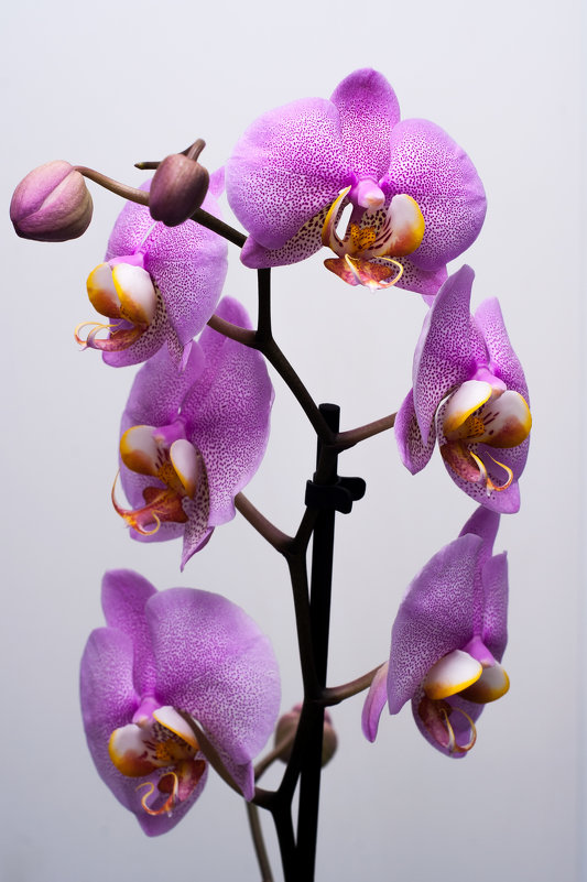орхидея - Алексей Ершов